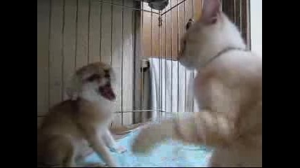 Луда ушата лисица (фенек) се кара на котка 