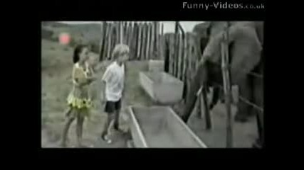 Funny Animals