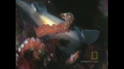 Октопод Убива Акула