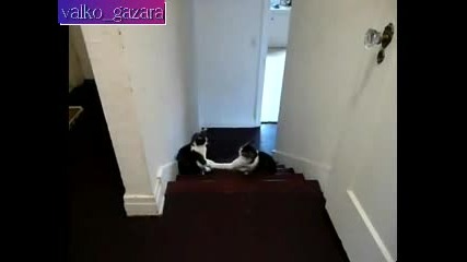 Много забавен бой между котки