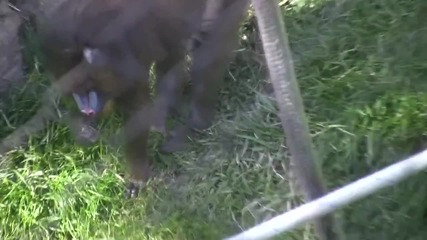 San Diego Zoo Monkeys the best animals wildlife 
