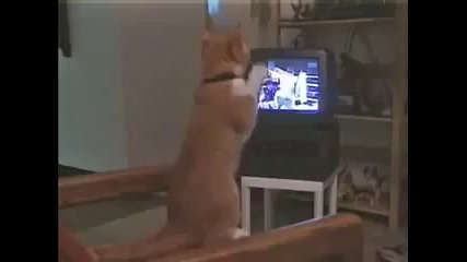 kote se ychi na boks