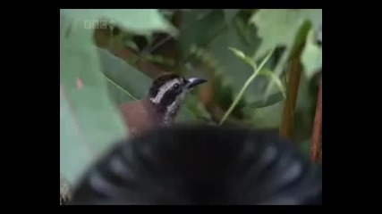 Най - красивите птици на планетата