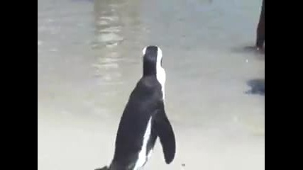 Penguin South Africa 