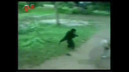 Щурата маймунка