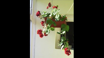 My little garden