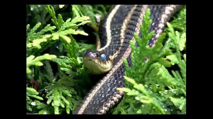 Змия със сини очи 