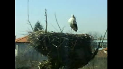 Der Stork