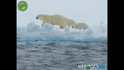 Полярна мечка помага на малкото си
