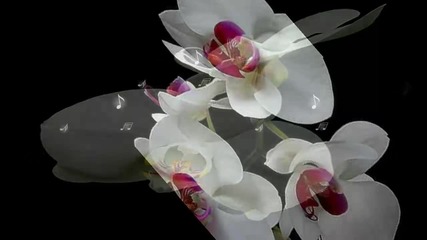 ✿♫♪ White orchid ... ... (music Bernward Koch) ... ... ✿♫♪
