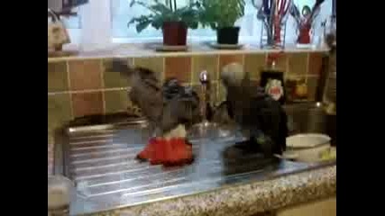 African Gray Parrots Are Having A Bath