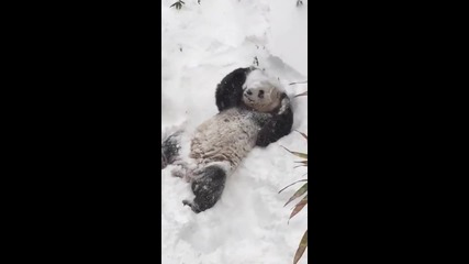 Малка панда изпада в екстаз заради снега!
