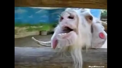 Плезеща се луда коза :) 