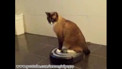 Котка се вози на почистващ робот :d