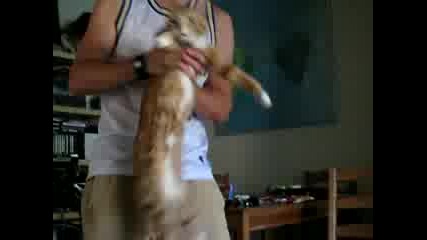 котка се разтега от люлеене 