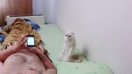 Котка патриот стои изправена, докато слуша химна