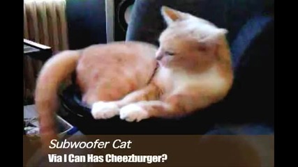 Subwoofer Cat