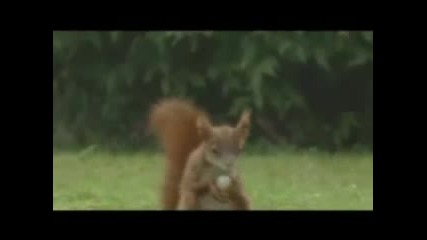 Луда катерица играе футбол !!! !!! 
