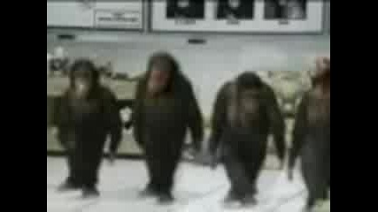 маймуни играят хоро - смях... 