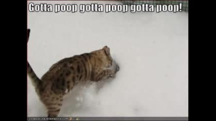 Смешни Коледни Котки