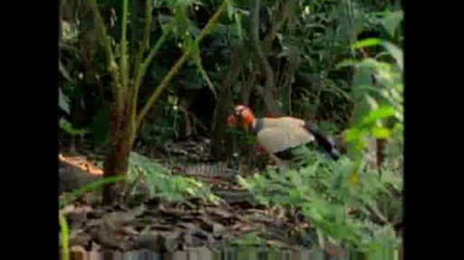 National Geographic - King Vultures