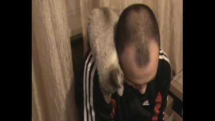 Котка мори сакжартирента