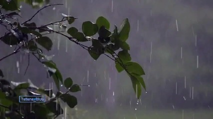 Summer Rain ...