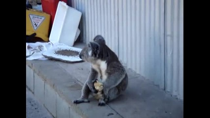 малка коала яде ябълка 