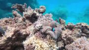 Алианс от 45 държави обеща 12 млрд. долара за опазване на кораловите рифове