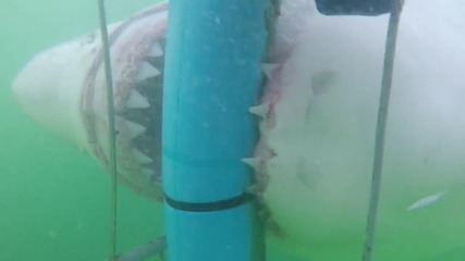 Гигантска бяла акула се опитва да прегризе клетка
