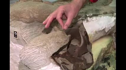 Mummified Dinosaur - A Tour Of The Body