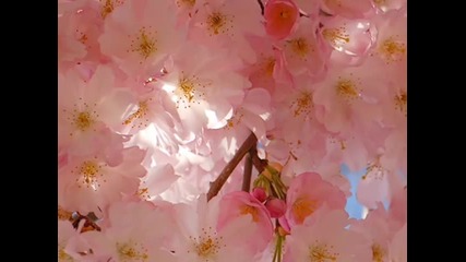Andre Rieu - Shostakovich` Second Waltz