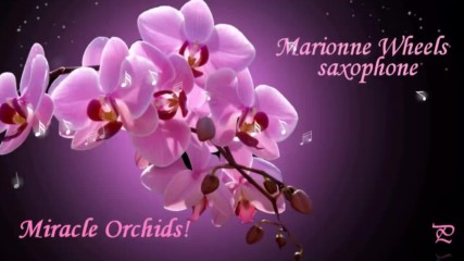 Чудото "орхидея" ... ... ( Marionne Wheels - saxophone)