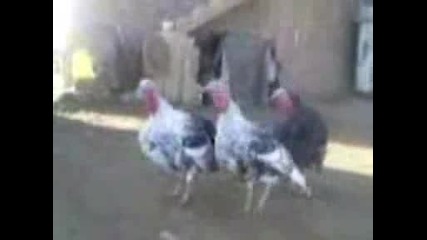 Три смешни пуйки