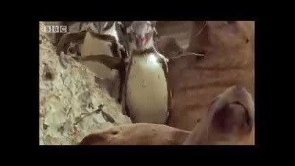 Skiing penguins! - Andes The Dragons Back - Bbc Wildlife 