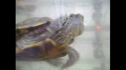 Моята костенурка :)