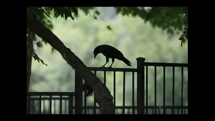 Sinan Sakic - To Je Zivot Moj