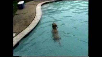 Куче се гмурка в басейн за храна
