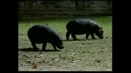 Честит рожден ден Хипо!