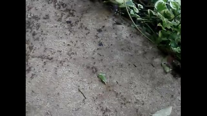 Мравки се въртят в кръг 