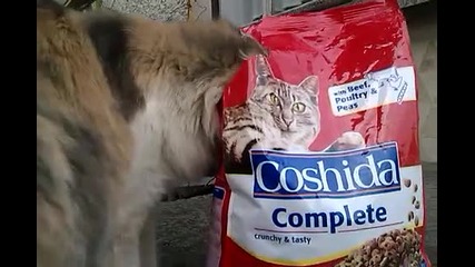 котка яде