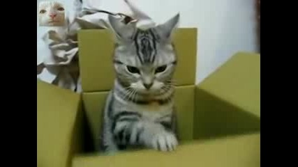 Sos Коте