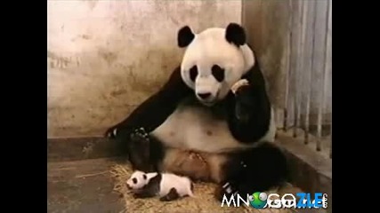Смях! Бебе Панда Изплаши Майка Си