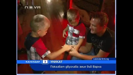 Единствената в света двуглава змия