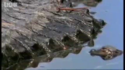 Baby Nile Crocodiles - King Croc - Bbc Animals 