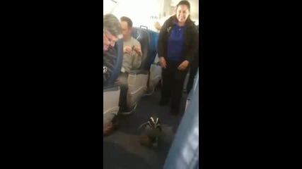Пингвини на самолета