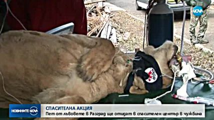 Един от лъвовете в Разград ще бъде прегледан със скенер