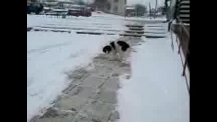 Куче - Тара