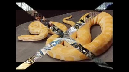World s Biggest Snakes 