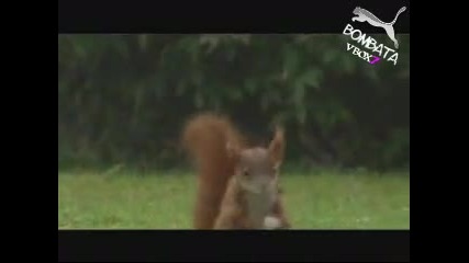 Катеричка Финтира С Жълъд!!